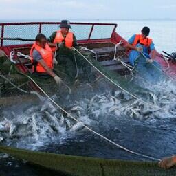 Рыбная промышленность — важная сфера экономики Сахалинской области