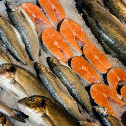 Россельхознадзор отмечает значительное увеличение экспорта рыбы и морепродуктов в ряд государств