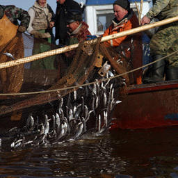 Рыбный промысел на озере Ильмень