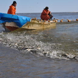 Во многом успешность путины рыбаки связывают с тем, что второй год подряд они могут добывать нерестовую сельдь в реках Охотского района
