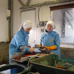 Рыборазводный завод в Сахалинской области