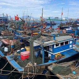 Рыбная отрасль Вьетнама восстанавливается. Фото Christophe95 («Википедия»). Файл доступен по лицензии Creative Commons Attribution-Share Alike 4.0 International
