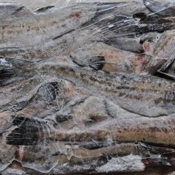 Основная категория рыбного экспорта за январь-ноябрь — это мороженая рыба