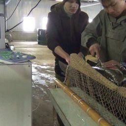 Рыбоводы с Амура посетили Охотский рыбоводный завод для бонитировки сахалинского осетра. Фото пресс-службы Амуррыбвода