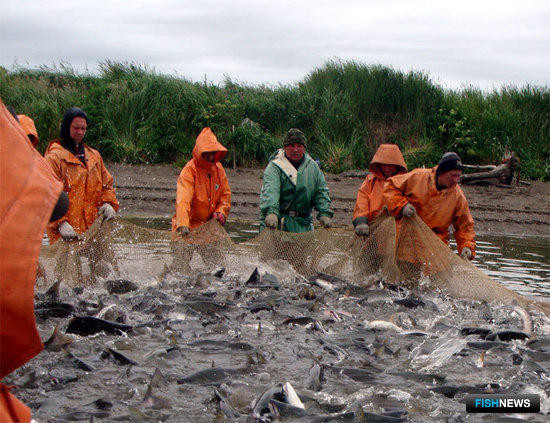 ФАС предложила дополнения в договор по рыбопромысловым участкам