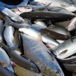 В Магаданской области решили увеличить норму добычи горбуши для любителей, рыбачащих на лицензионных участках. Фото пресс-службы правительства региона