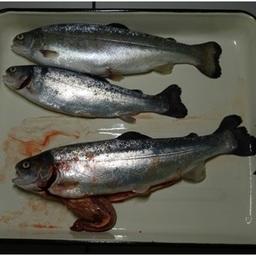Ихтиопатологическое исследование рыбы. Фото пресс-службы Мурманской областной станции по борьбе с болезнями животных