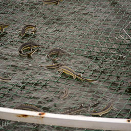 Экспериментальное рыбное хозяйство в Кузнецком районе Пензенской области. Фото пресс-службы правительства региона