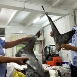 Всего конфисковали 15 тонн морепродуктов общей стоимостью 800 млн юаней. Фото портала Thats Mags