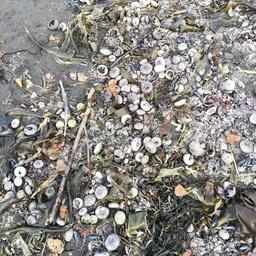 Берег усеян мертвыми морскими обитателями. Фото пресс-службы WWF России