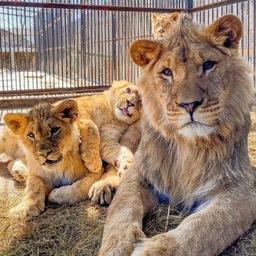 Симба принял отцовство над львятами и терпит их шалости. Фото со страницы Instagram зоопарка «Садгород»