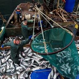 Добыча лосося на севере Итурупа. Фото предоставлено ГК «Гидрострой»