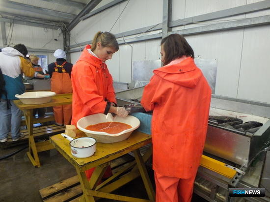 Оплодотворение лососевой икры на рыбоводном заводе в Сахалинской области
