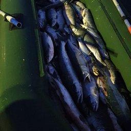 У браконьеров изъяли, лодку, сеть и 372 кг лосося. Фото пресс-службы СВТУ