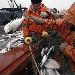 Океанический промысел. Фото пресс-службы правительства Карелии