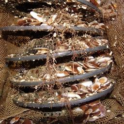Специалисты СахНИРО в течение года выпустили около 300 тыс. экземпляров жизнестойкой молоди приморского гребешка в залив Анива и лагуну Буссе. Фото пресс-службы института.