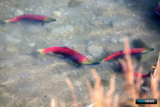 Об инициативе «одна река – один РПУ» говорят в основном в привязке к промыслу лососей