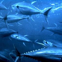 Желтоперый тунец. Фото с сайта «Википедии»