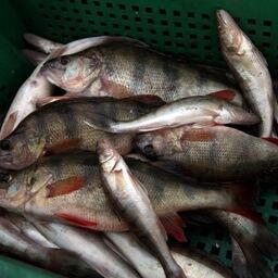 В пресноводных водоемах России к 9 августа освоено почти 43 тыс. тонн рыбы