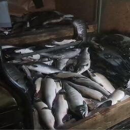 На Аваче во время задержания у браконьеров изъяли в совокупности более 500 особей кижуча, горбуши и кеты. Скриншот оперативной съемки