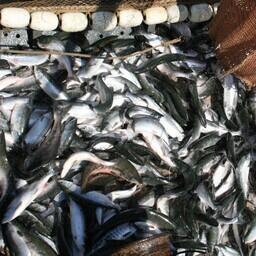 Вылов тихоокеанских лососей превысил 11 тыс. тонн — на 42% больше результата за тот же период 2021 г.