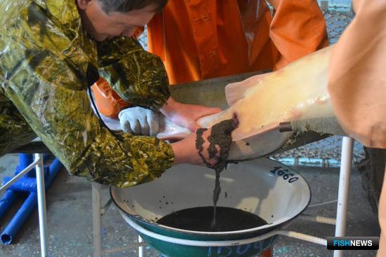 Специалисты применяют наименее травматичный метод получения икры. Фото предоставлено пресс-службой Волго-Каспийского теруправления Росрыболовства.