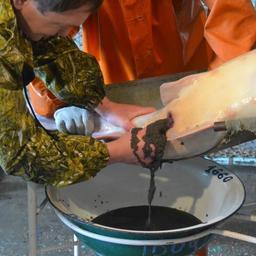 Специалисты применяют наименее травматичный метод получения икры. Фото предоставлено пресс-службой Волго-Каспийского теруправления Росрыболовства.