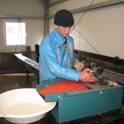 Извлечение икры на рыбоводном заводе в Сахалинской области