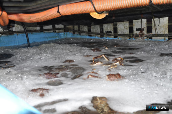 В трюмах инспекторы выявили примерно 30 тонн живого камчатского краба. Фото пресс-службы Пограничного управления ФСБ России по Сахалинской области