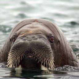 WWF организовал акцию в поддержку изучения моржа. Фото пресс-службы организации.