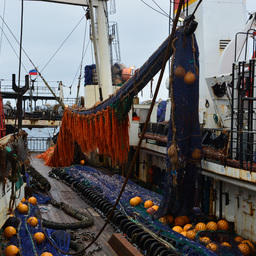 Суда «Океанрыбфлота» добыли уже почти 16 тыс. тонн кальмара на Северных Курилах. Фото пресс-службы компании