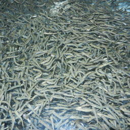 Лососевые рыбоводные заводы Амуррыбвода завершили выпуски молоди осенней кеты. Фото пресс-службы учреждения