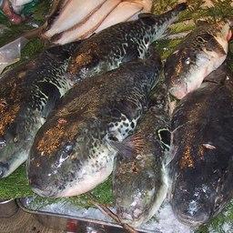 Фугу на рыбном рынке Цукидзи. Фото из «Википедии»