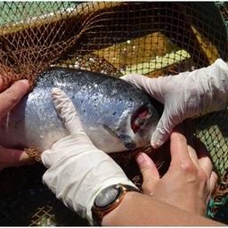 Проведение осмотра атлантического лосося дикой популяции. Фото пресс-службы Мурманской областной станции по борьбе с болезнями животных