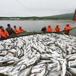 Добыча лосося на Камчатке