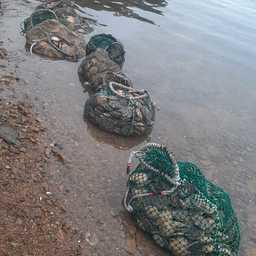Пограничники вернули в море более 3,3 тыс. гребешков, изъятых у браконьеров. Фото пресс-службы Погрануправления ФСБ России по Приморскому краю