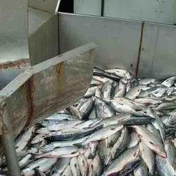 Вылов лососей на Сахалине и Курилах превысил 130 тыс. тонн