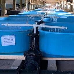 В цеху, расположенном в поселке Поречье, установили 22 дополнительных бассейна для выращивания молоди лососевых. Фото пресс-службы Главрыбвода