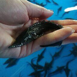 Молодь осетра. Фото пресс-центра Главрыбвода