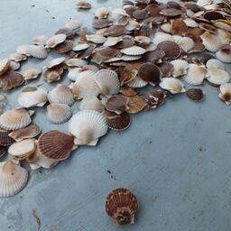 Предложения Общественного совета касаются, в частности, системы отчетности о выпуске и изъятии гидробионтов 