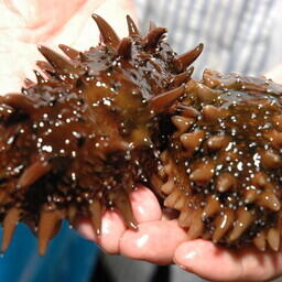 Дальневосточный трепанг