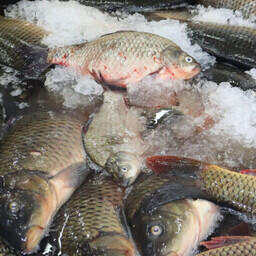 Предприятия Новосибирской области с января по октябрь освоили 9,5 тыс. тонн рыбы. Фото пресс-службы правительства региона