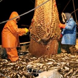 К 25 июля российские рыбопромышленники освоили более 2,8 млн тонн водных биоресурсов
