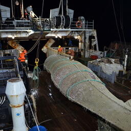 Завершилось международное исследование пелагических рыб у берегов Марокко. Фото пресс-службы АтлантНИРО