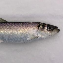 Путинный прогноз по нагульной сельди подготовил коллектив авторов из всех дальневосточных филиалов ВНИРО. Фото пресс-службы ТИНРО