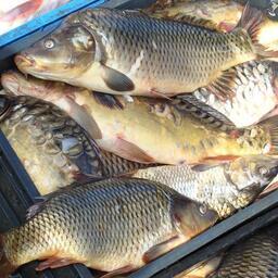  Для промышленного лова определены объемы добычи сазана и других ВБР