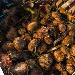 Морской еж. Фото предоставлено ЮКРК