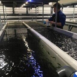 В марте в Карелии запустили инкубационно-выростной цех по производству молоди форели с системой замкнутого водоснабжения. Фото пресс-службы правительства региона