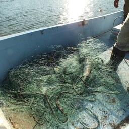 Браконьерская сеть с лососем