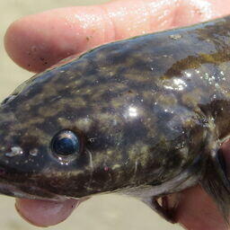 Налим. Фото Kristian Kostov (kriki), СС0 1.0